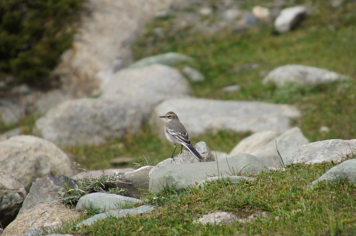 Citrine Wagtail - Nadège Langet