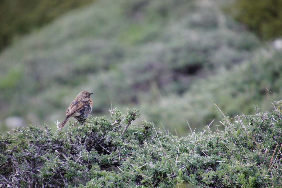 Robin Accentor - Nadège Langet