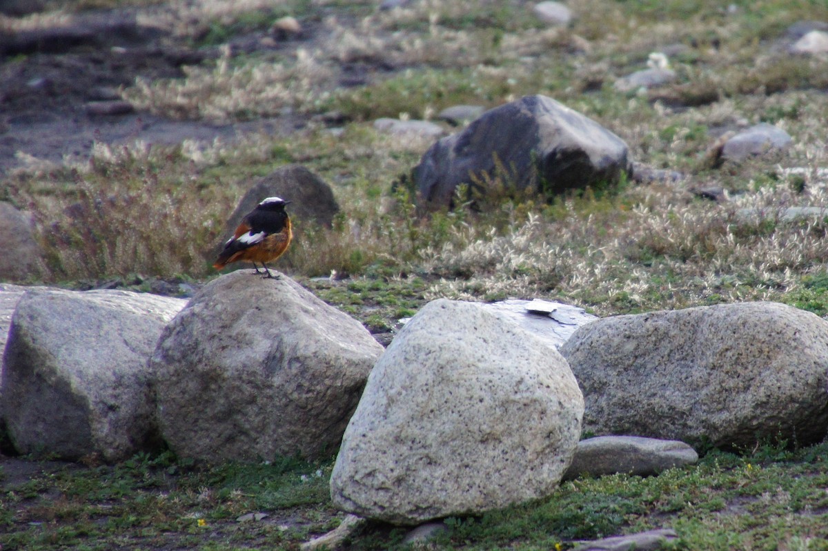 White-winged Redstart - ML519358181