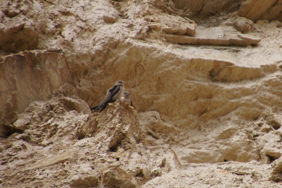 Eurasian Crag-Martin - Nadège Langet