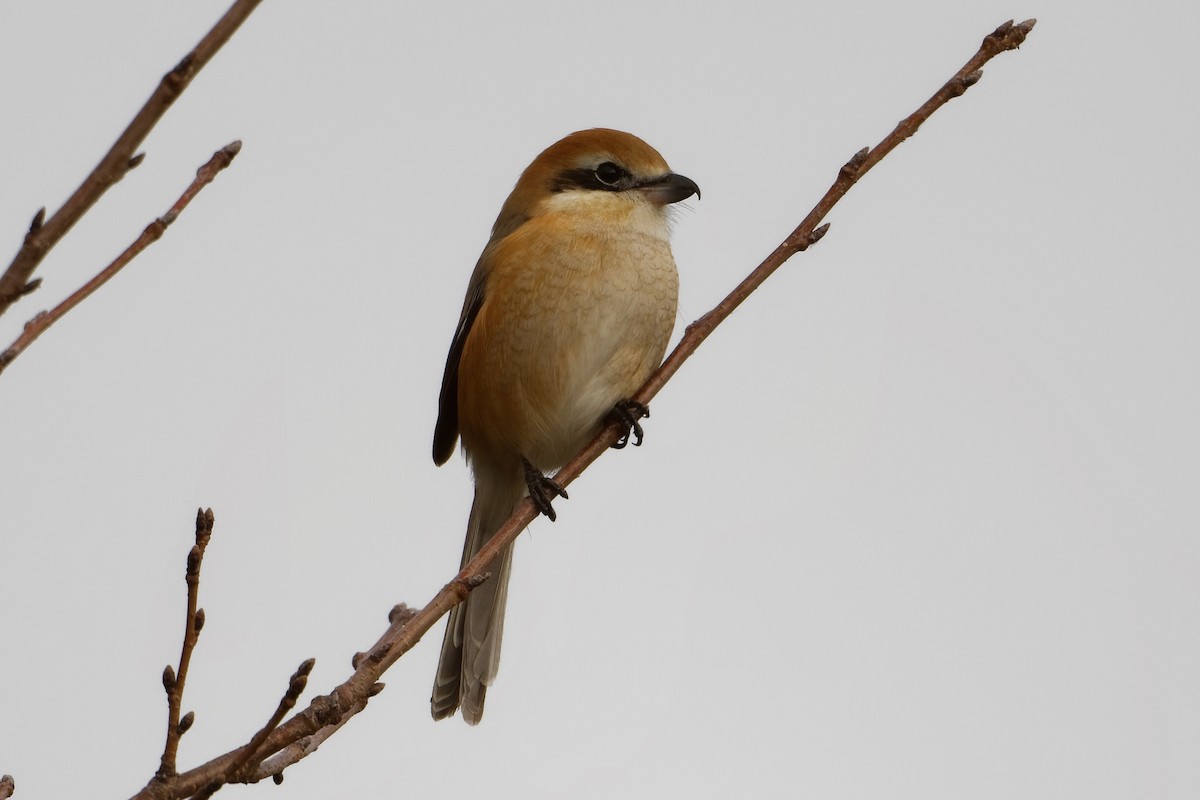 Bull-headed Shrike - ML519358361