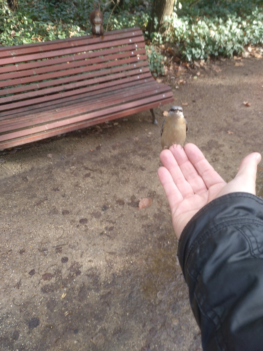 Eurasian Nuthatch - ML519358581