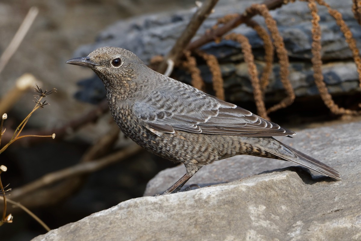 צוקית בודדת - ML519358601