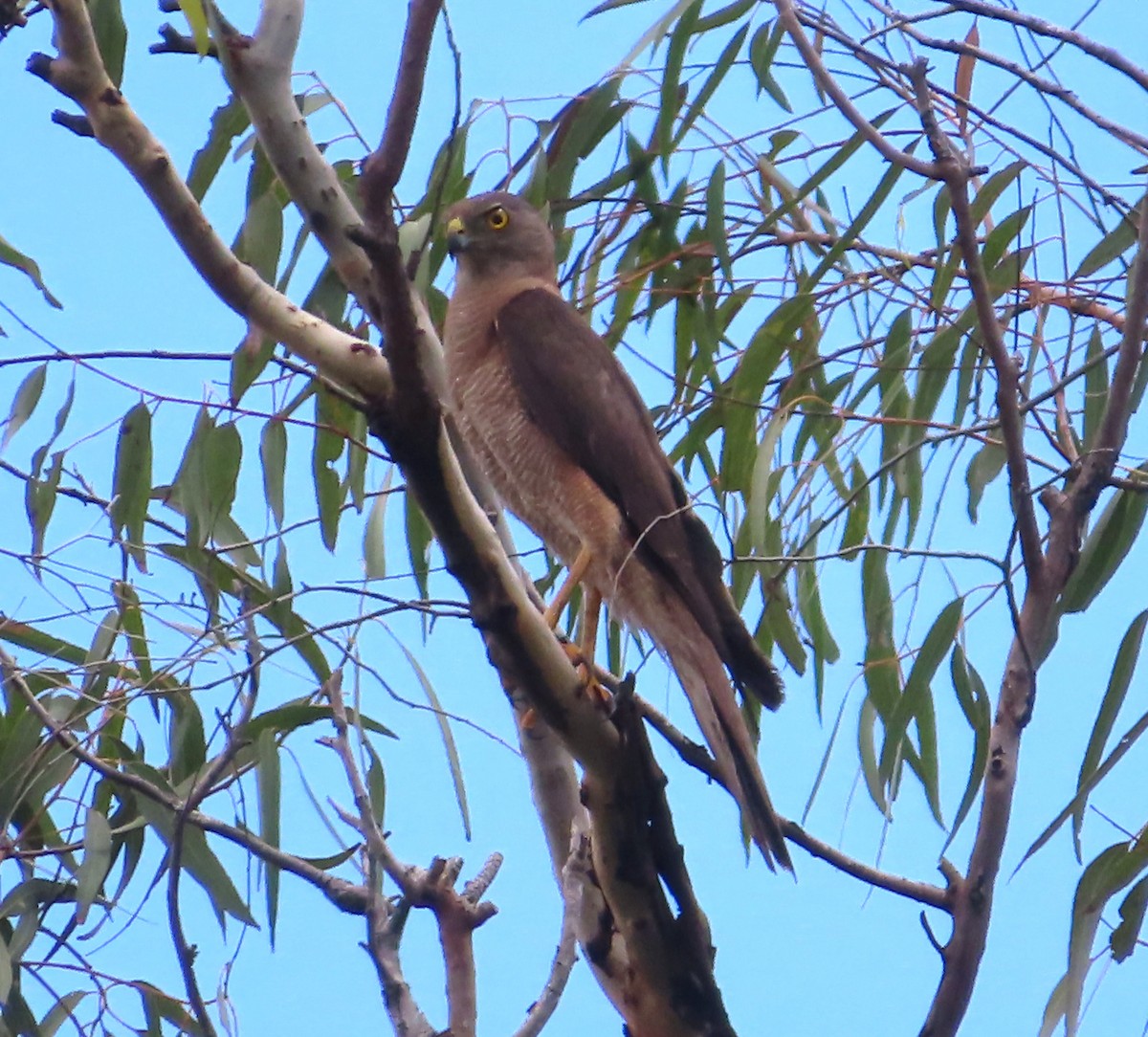 Brown Goshawk - ML519360061