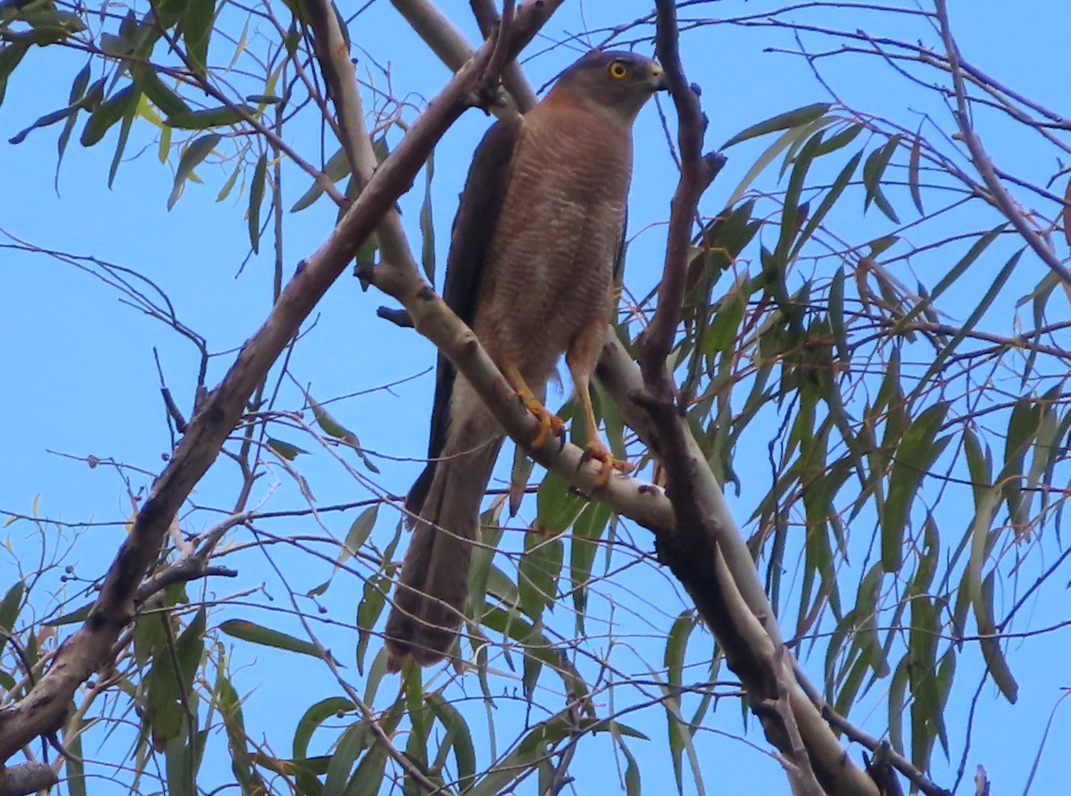 Brown Goshawk - ML519360081