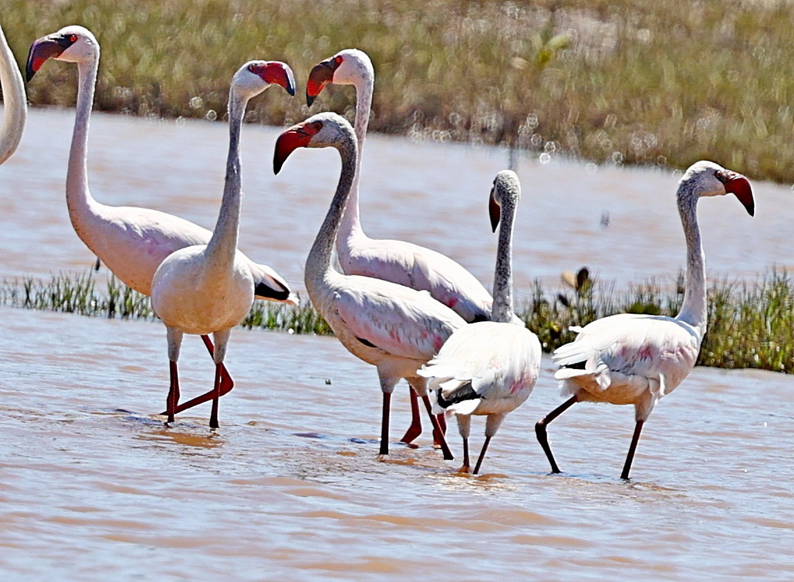 Lesser Flamingo - ML519360291