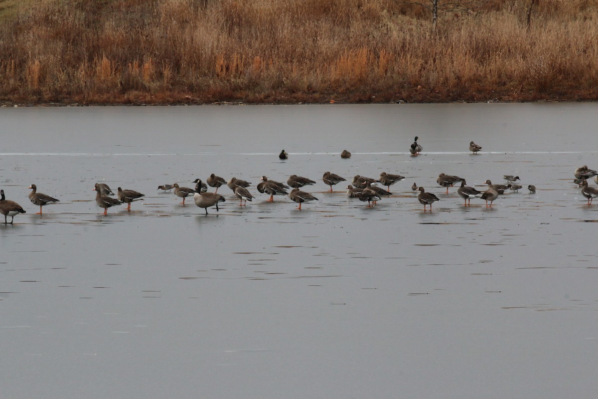 Greater White-fronted Goose - David Carr