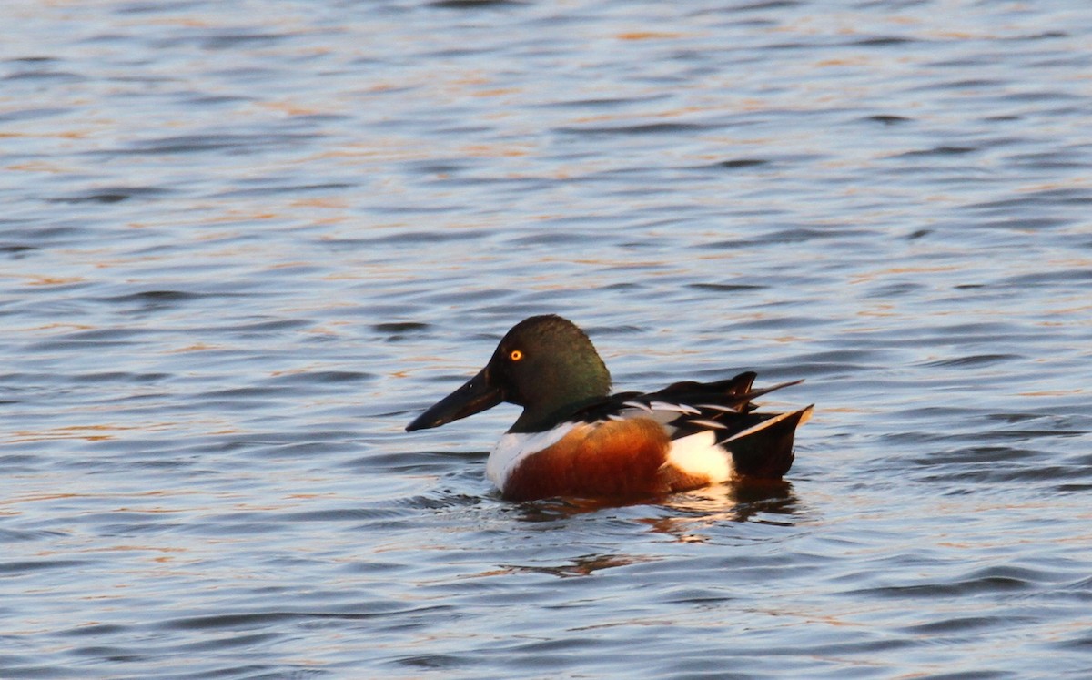 Northern Shoveler - ML519362211