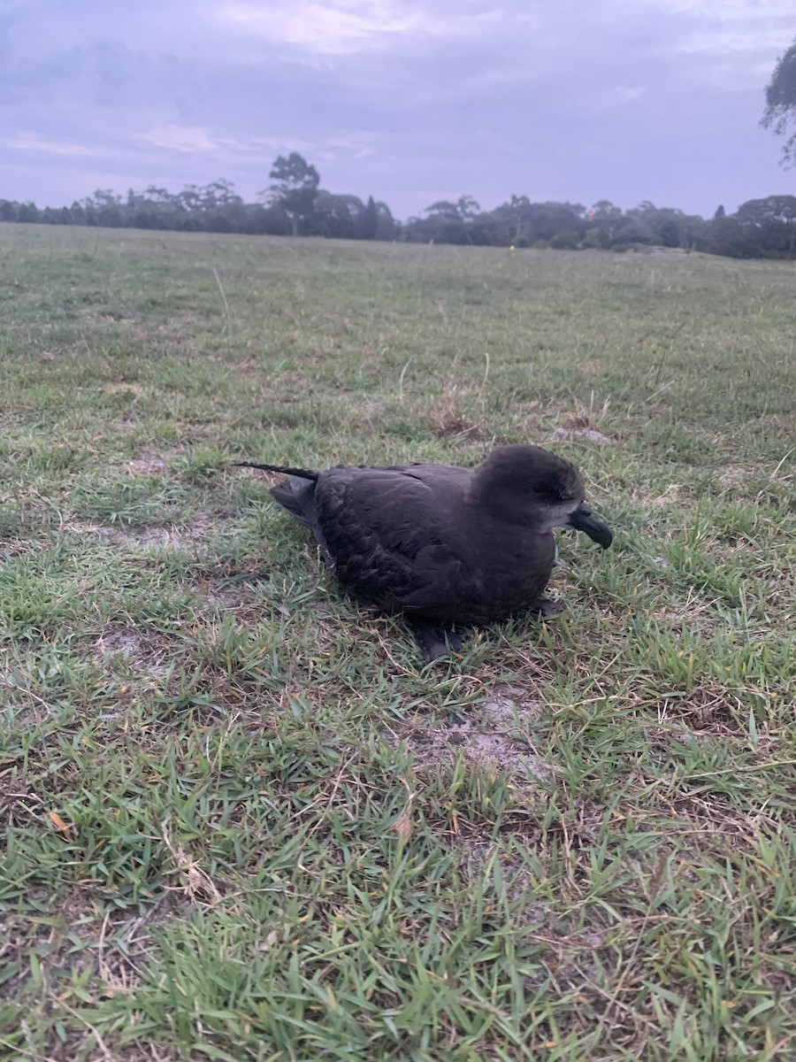 Gray-faced Petrel - ML519362871