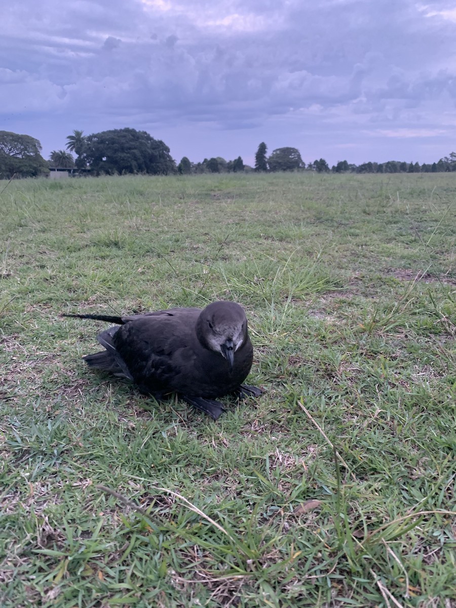 Gray-faced Petrel - ML519362891