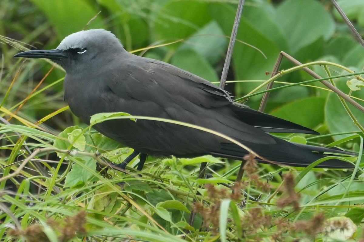 Brown Noddy - ML519363751