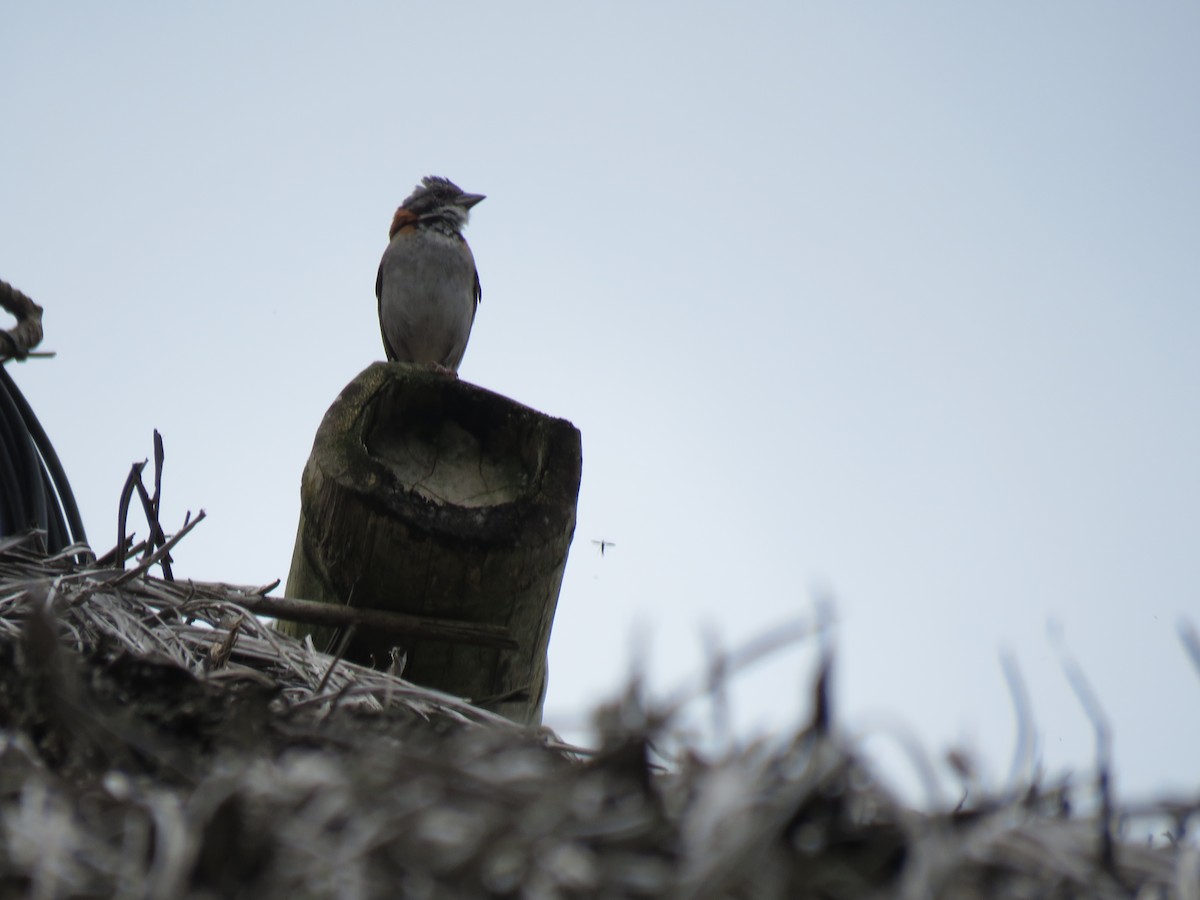 Rufous-collared Sparrow - ML51936401