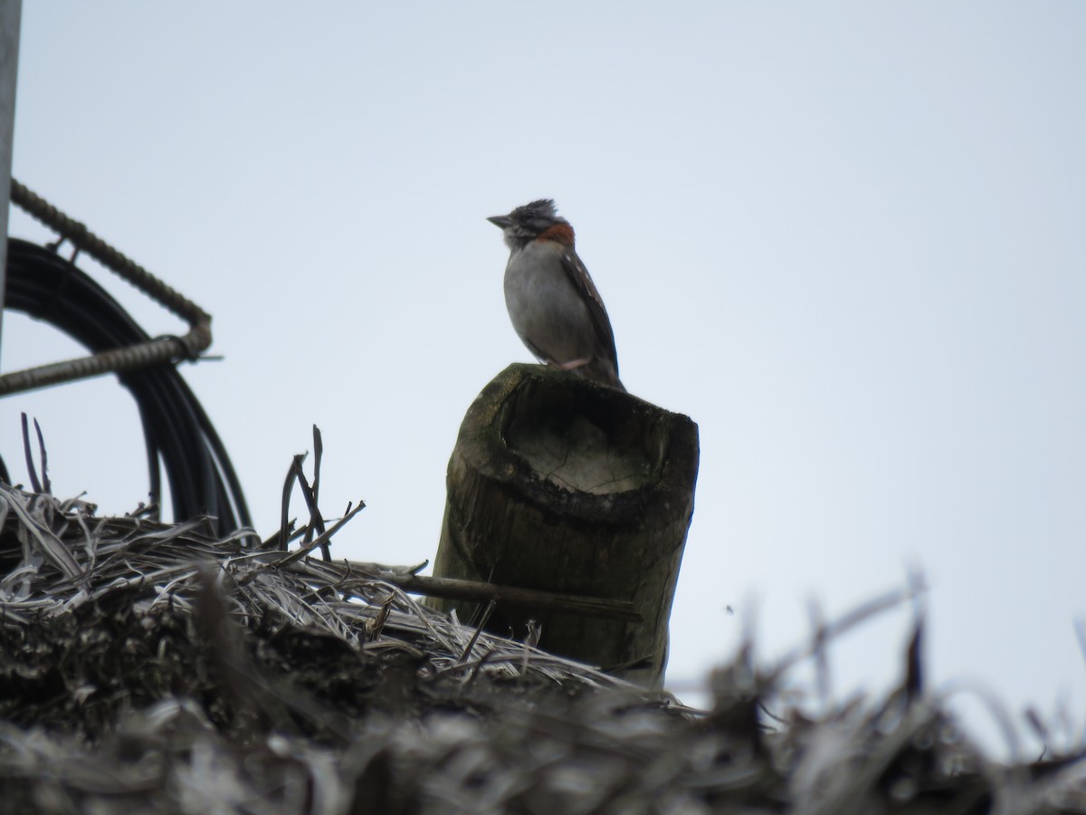 Rufous-collared Sparrow - ML51936421