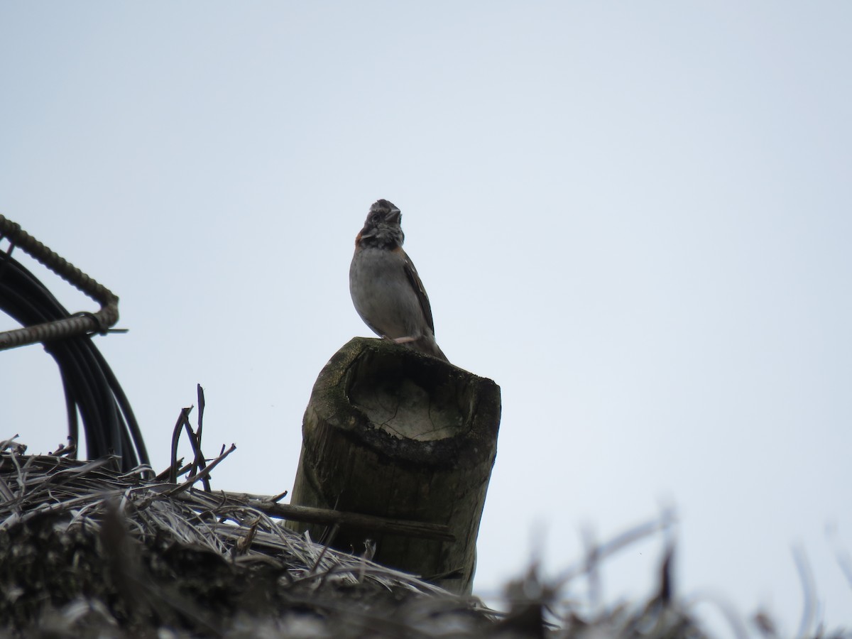 Rufous-collared Sparrow - ML51936431