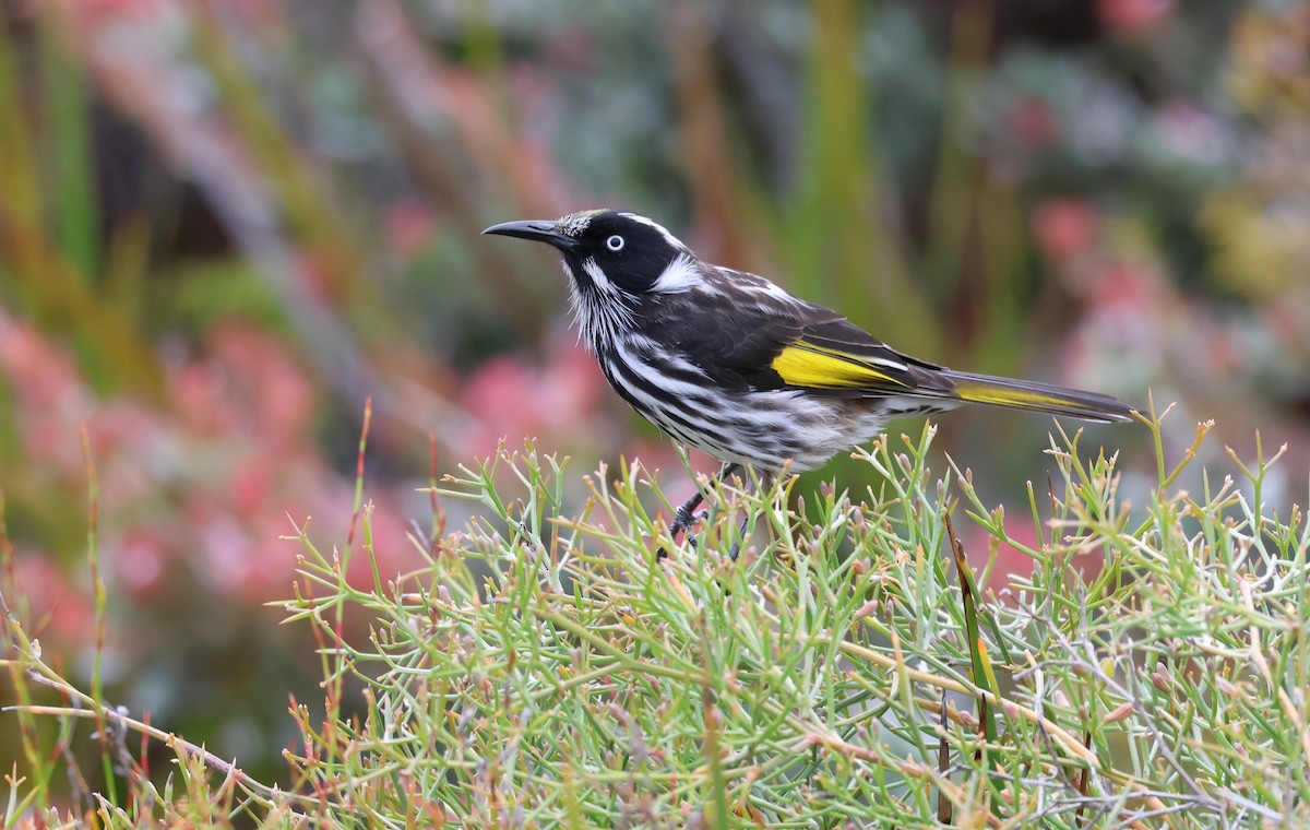 New Holland Honeyeater - ML519364931