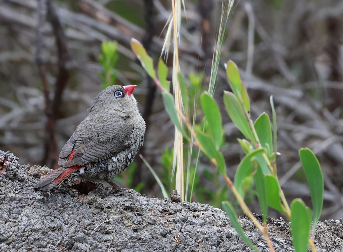 Red-eared Firetail - ML519365211