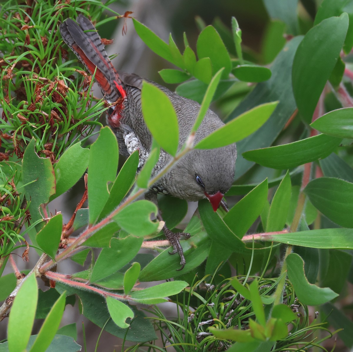 Red-eared Firetail - ML519365221