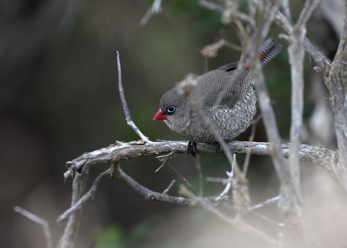 キョウジョスズメ - ML519365231