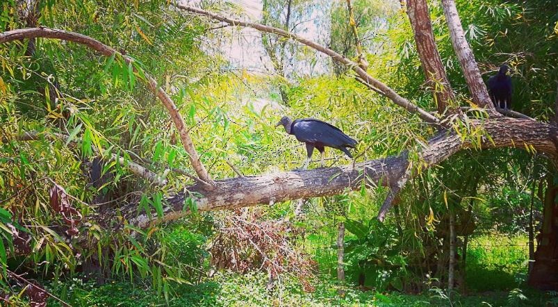 Black Vulture - ML519365921