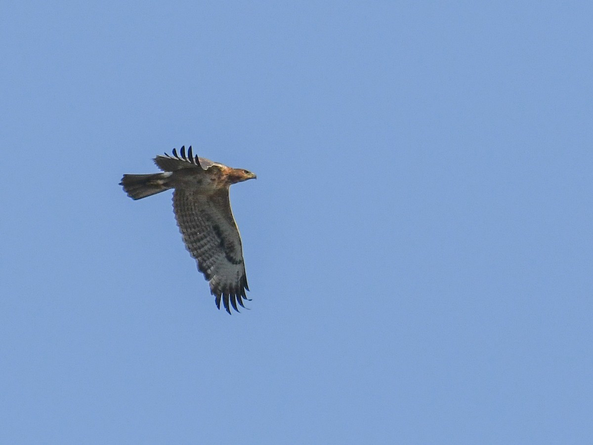 Aigle de Bonelli - ML519366231