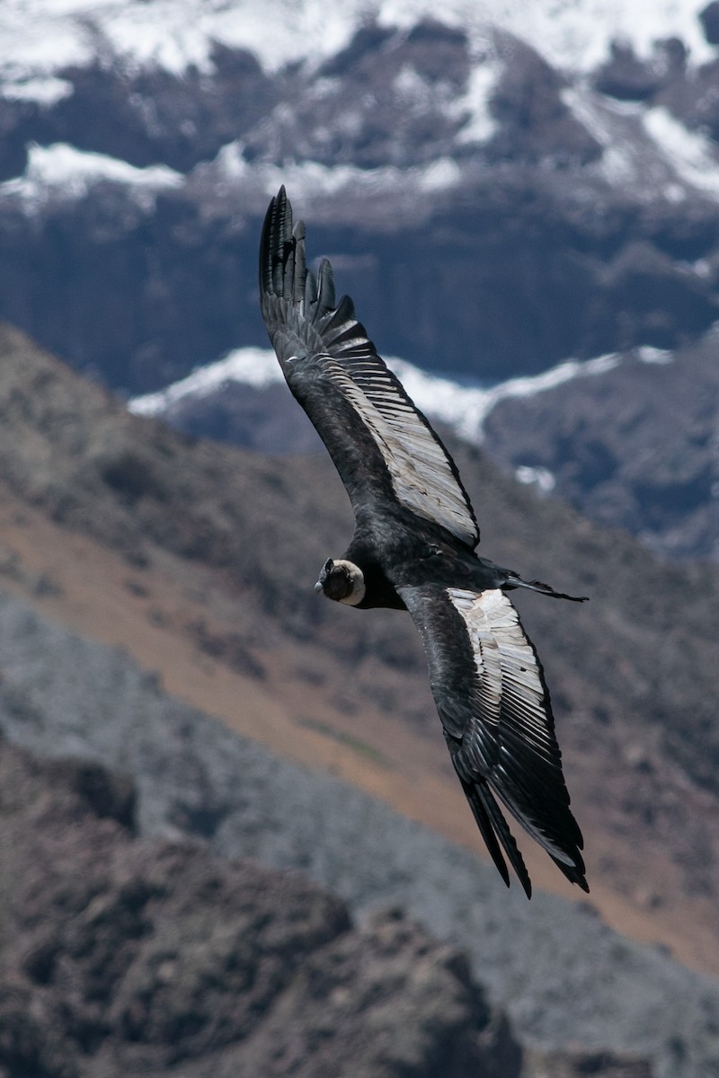 Andean Condor - Ariel Cabrera Foix