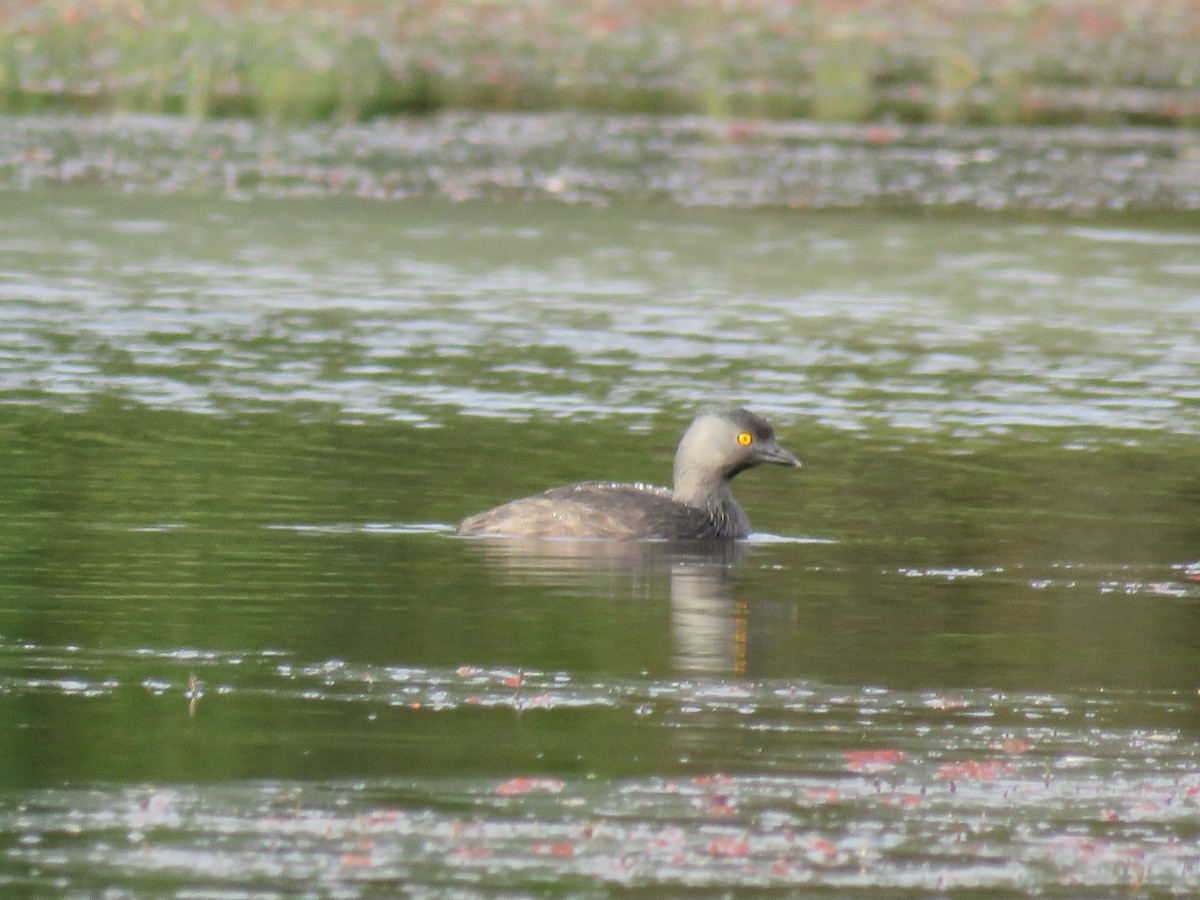 Least Grebe - ML519368111