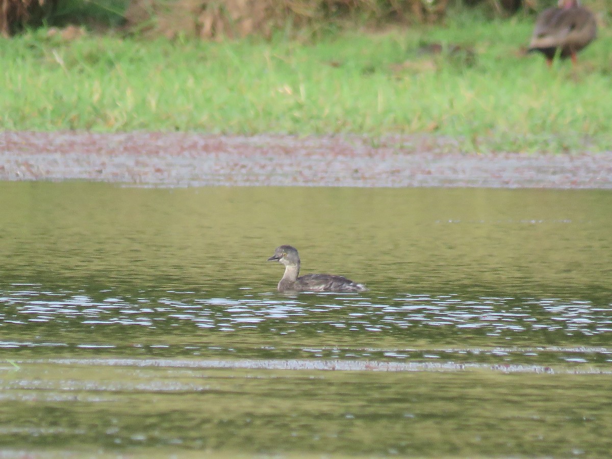 Least Grebe - ML519368121