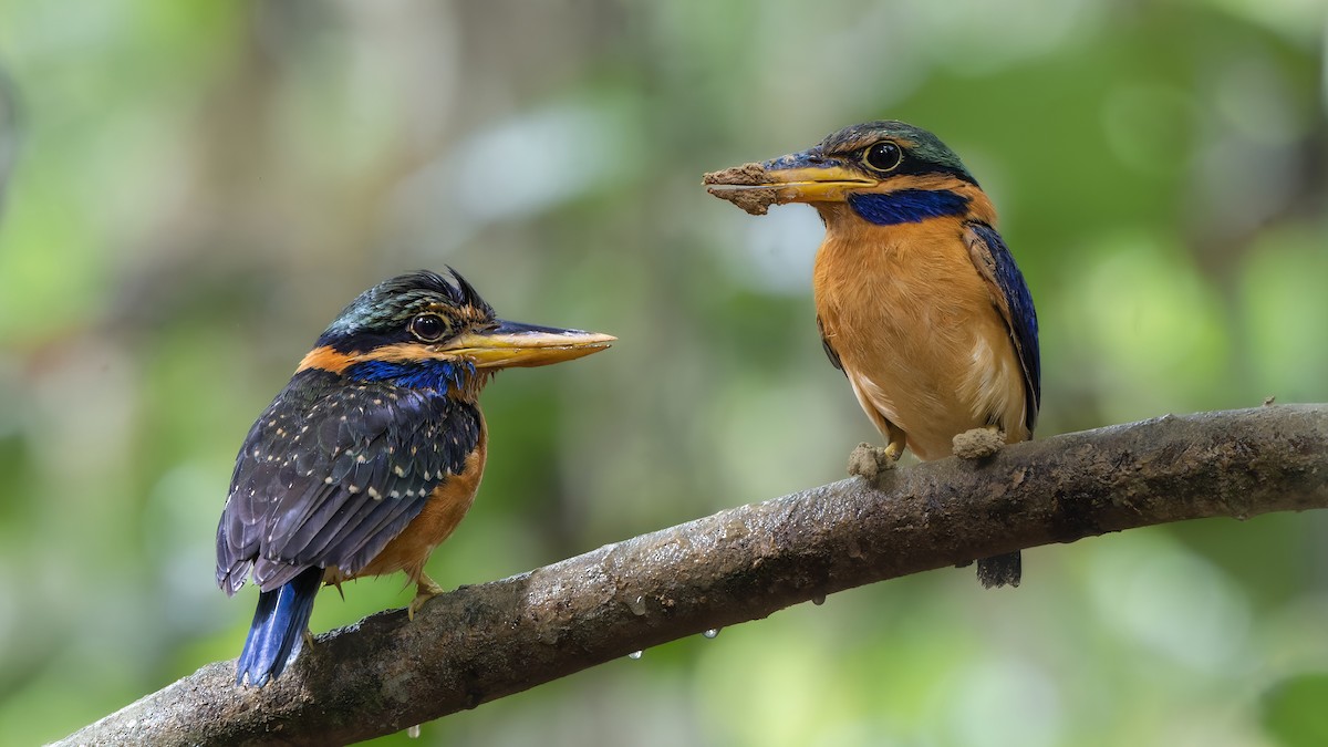 Rufous-collared Kingfisher - ML519369401