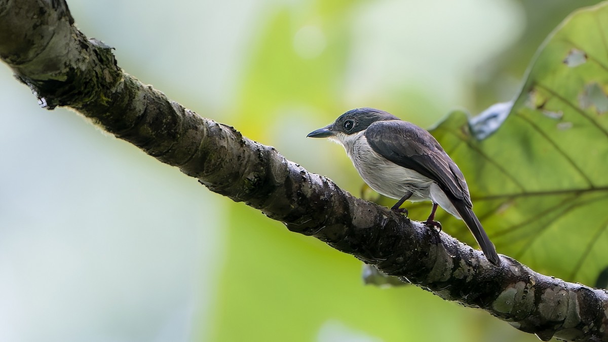 Black-winged Flycatcher-shrike - John Clough