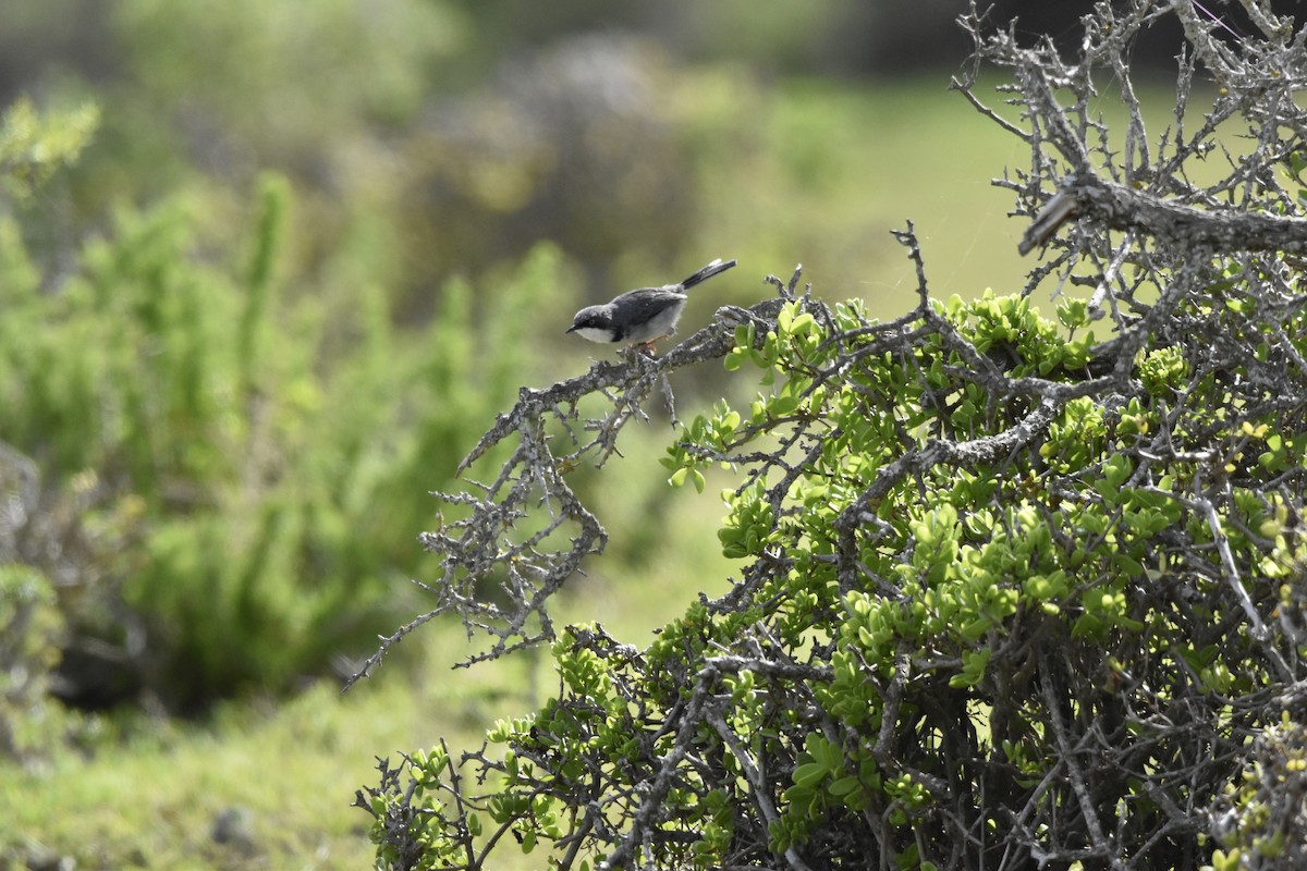 Bar-throated Apalis - ML519369471