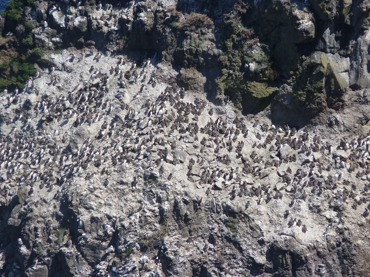 Common Murre - ML519373171