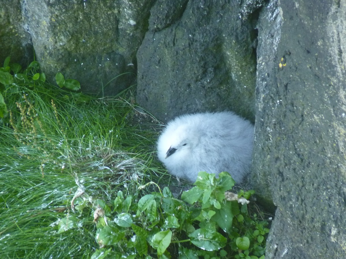 Fulmar Boreal - ML519373291