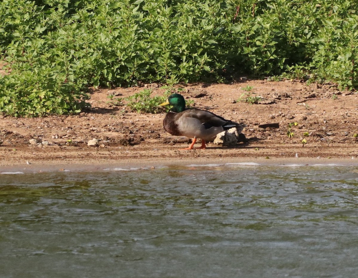 Canard colvert - ML519373441