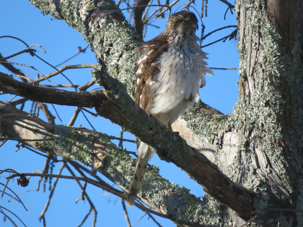 Cooper's Hawk - ML519374601