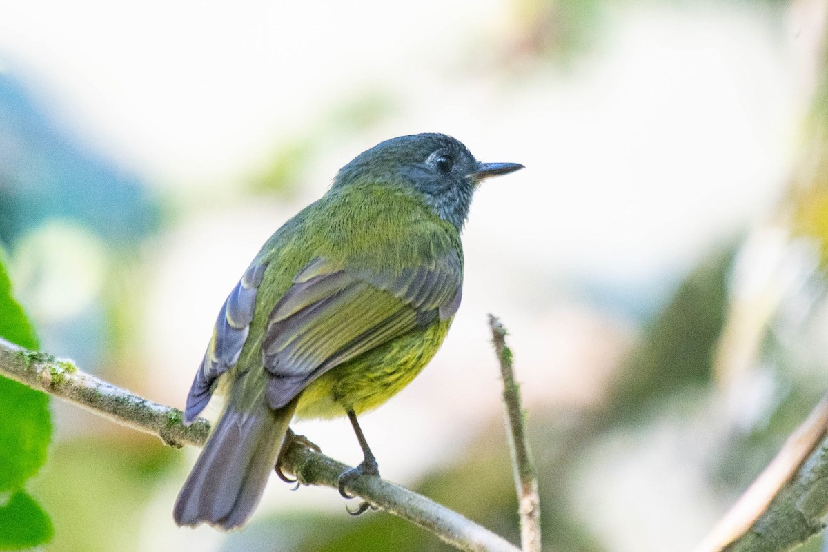 Streak-necked Flycatcher - ML519374621