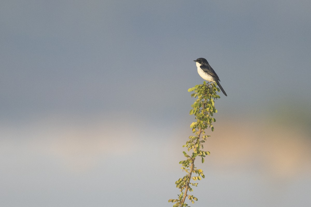 Jerdon's Bushchat - Jan-Peter  Kelder