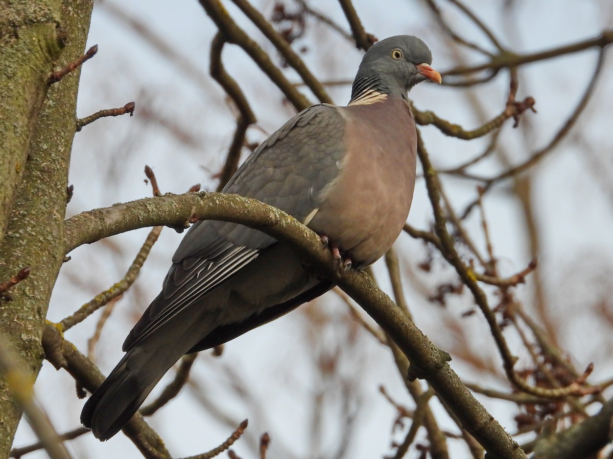 Common Wood-Pigeon - ML519376981