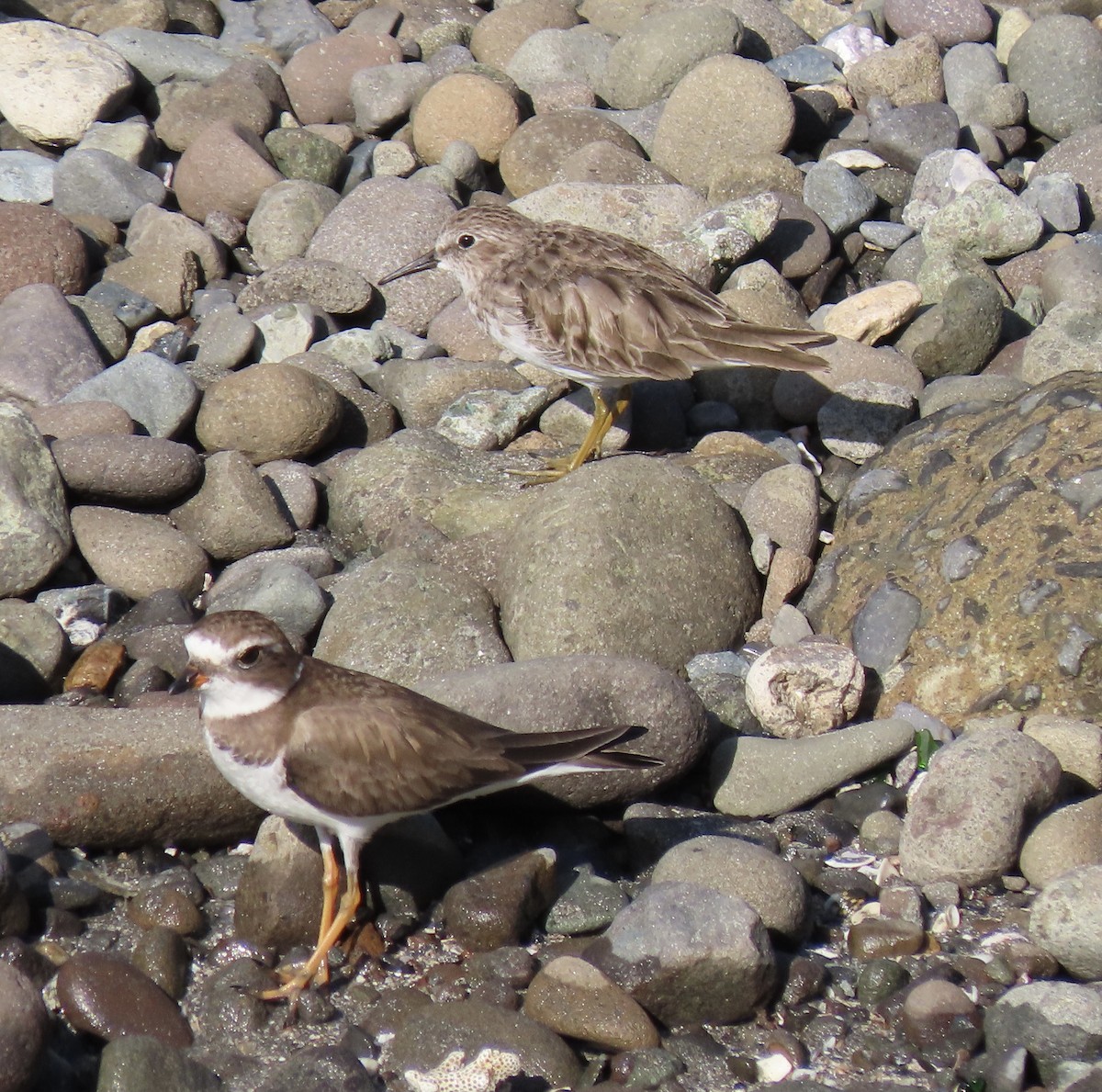 Semipalmated Plover - Manuel Pérez R.