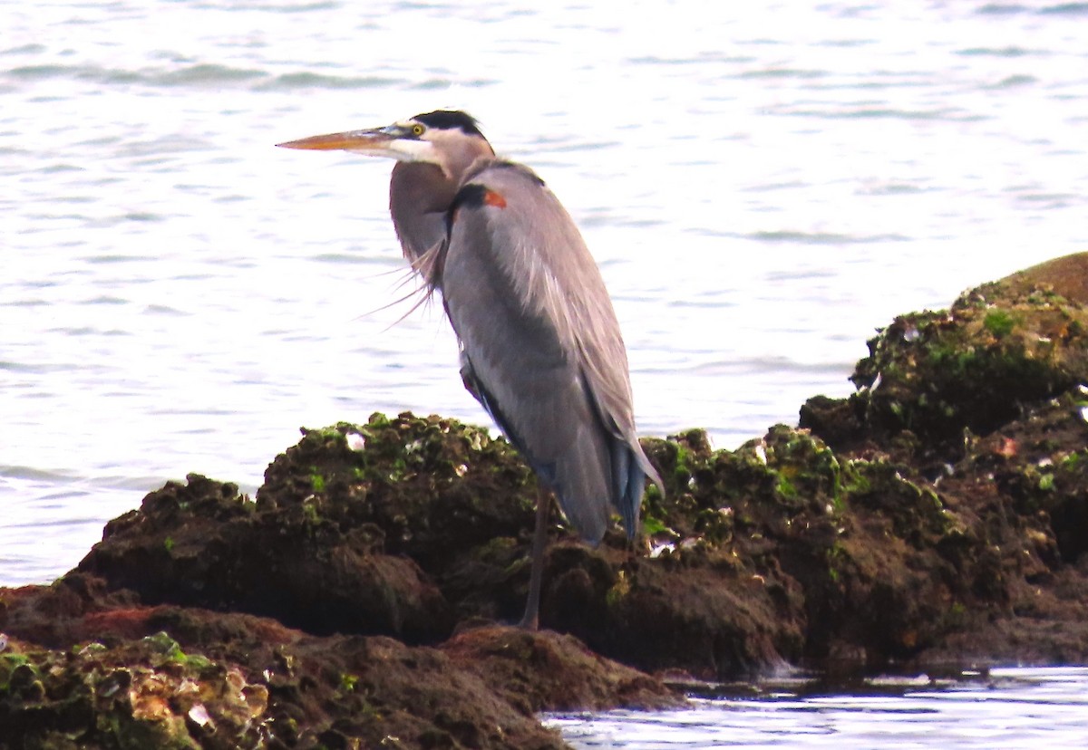 Great Blue Heron - ML519378321