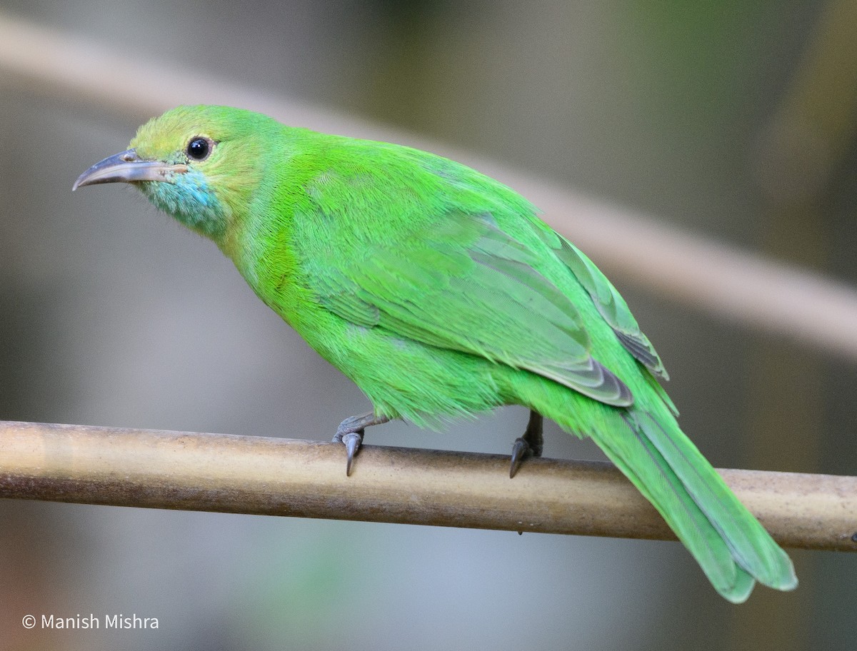 Jerdon's Leafbird - Manish Mishra