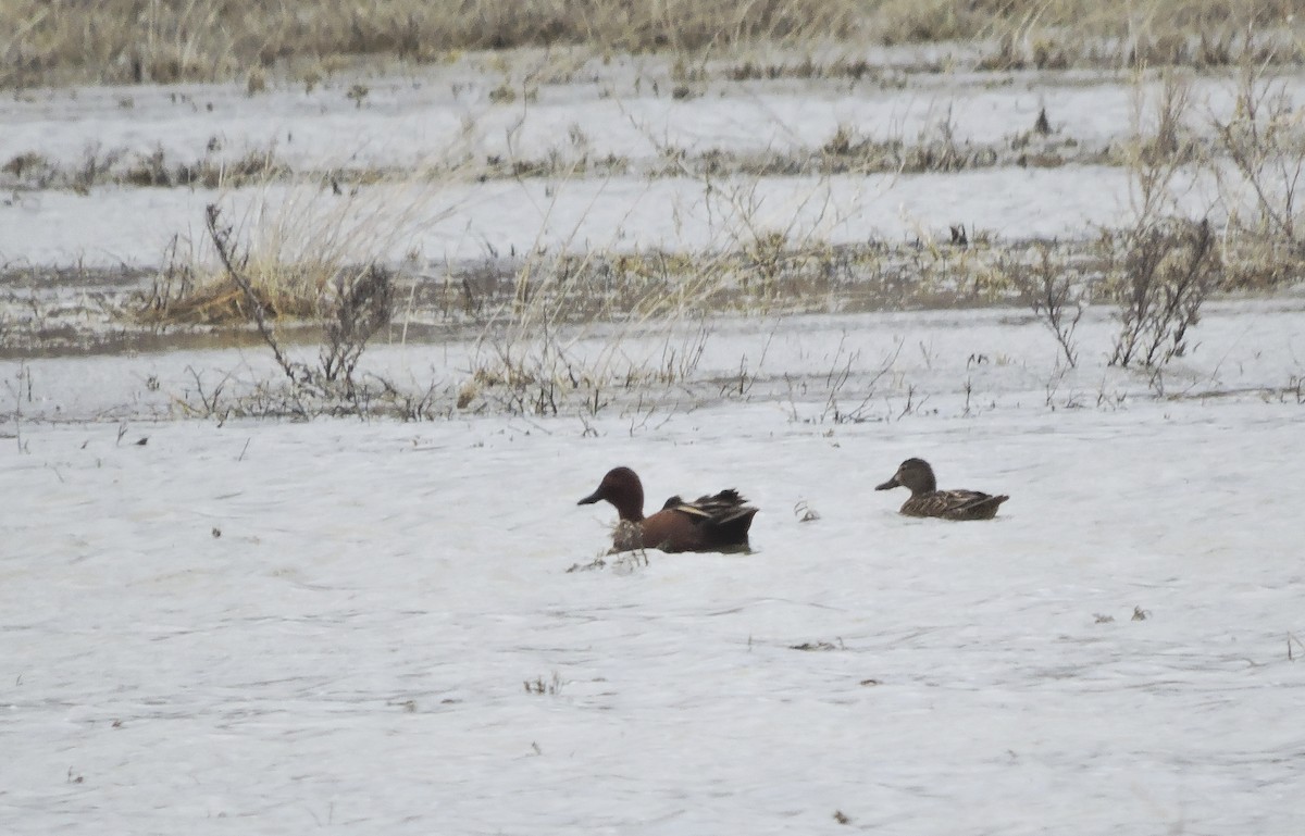 Cinnamon Teal - ML51938031