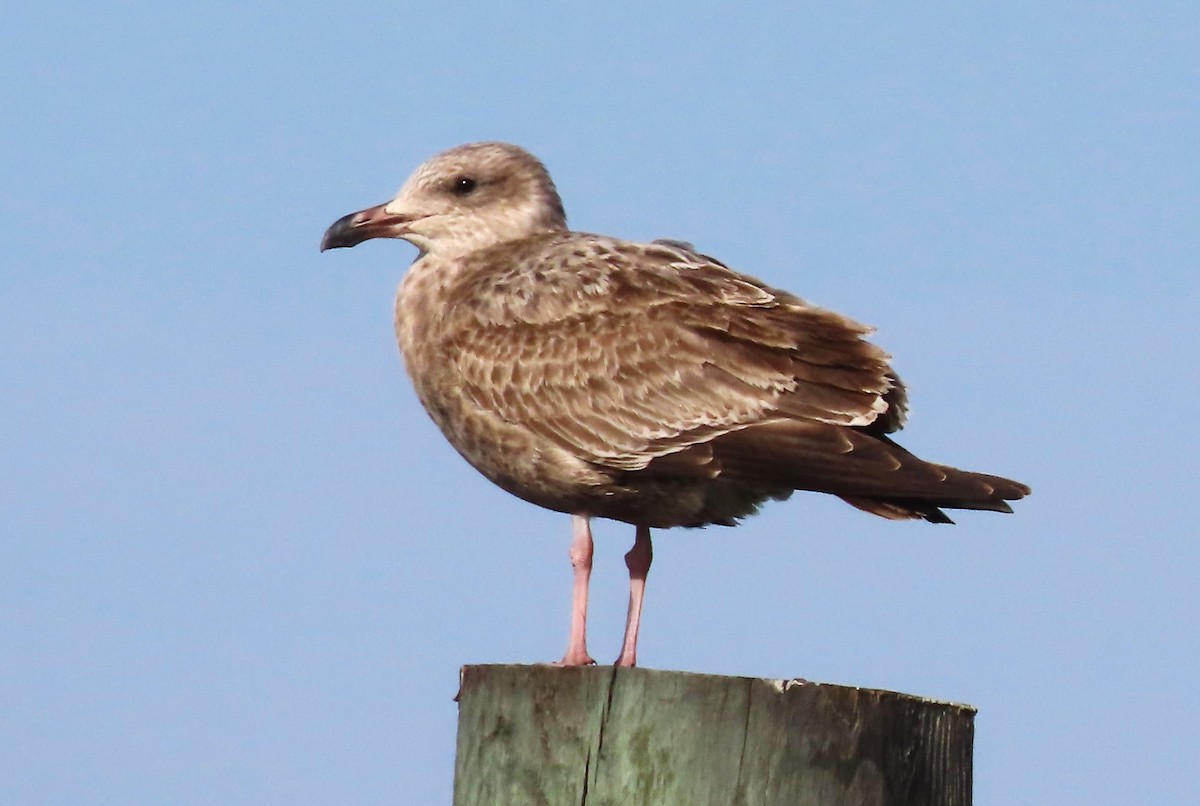 Herring Gull - ML519380531