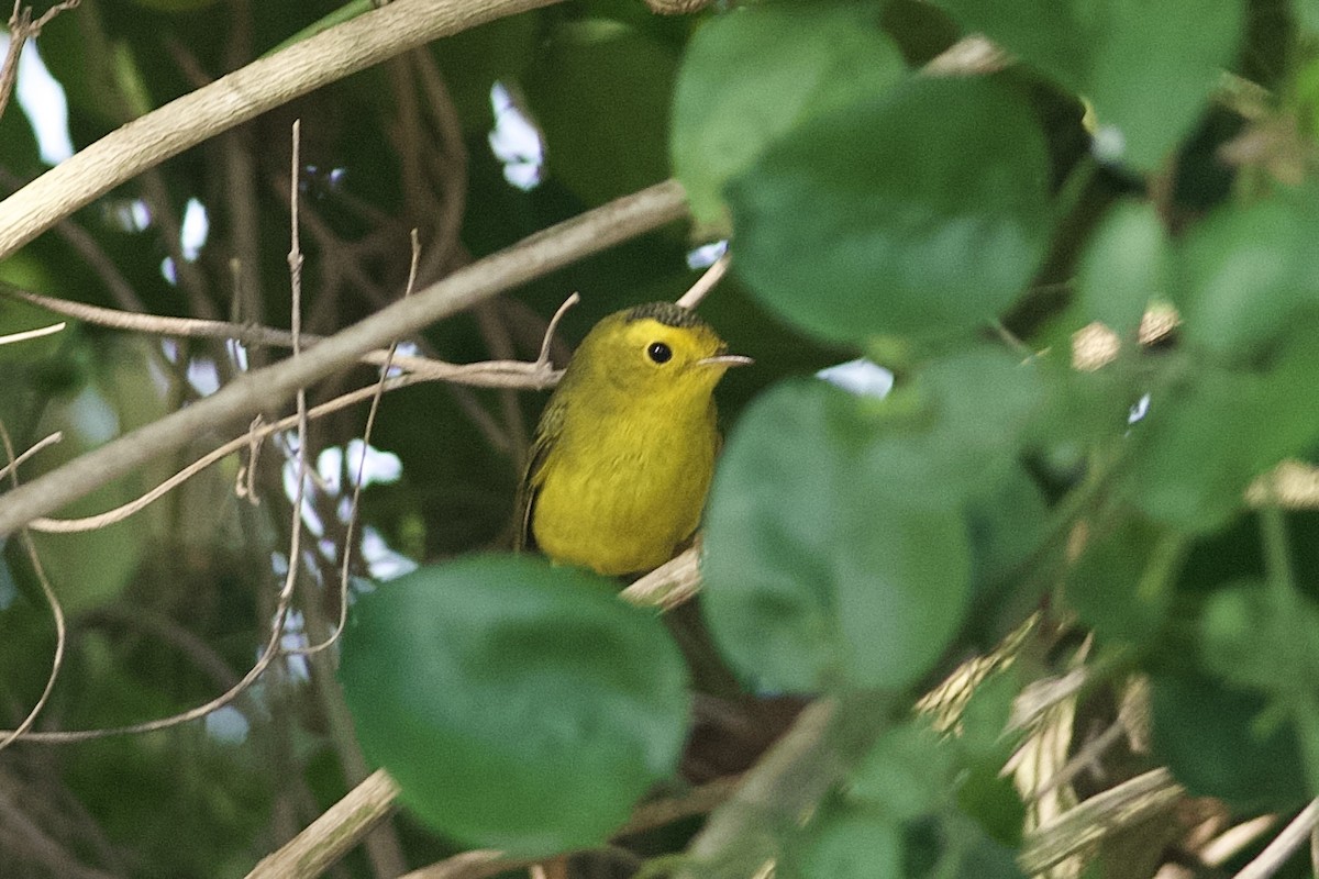 Wilson's Warbler - ML519381201