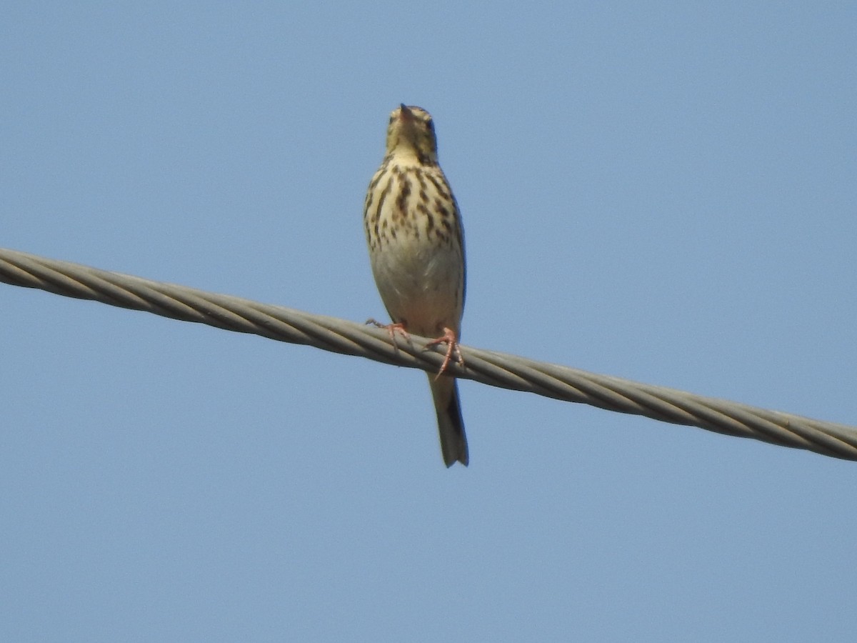 Tree Pipit - ML519381561