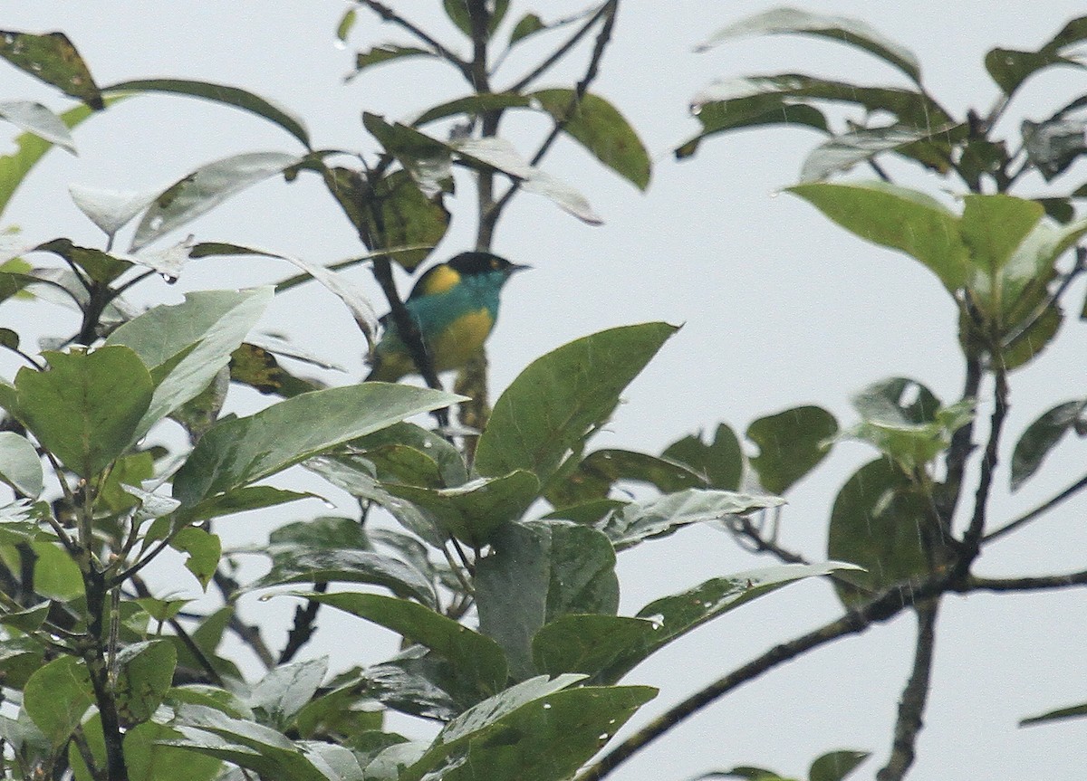Black-faced Dacnis (Yellow-tufted) - ML519382021
