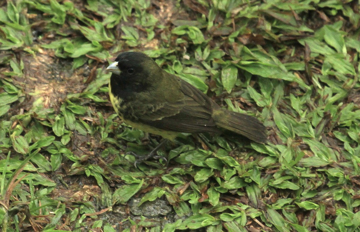 Yellow-bellied Seedeater - ML519382051