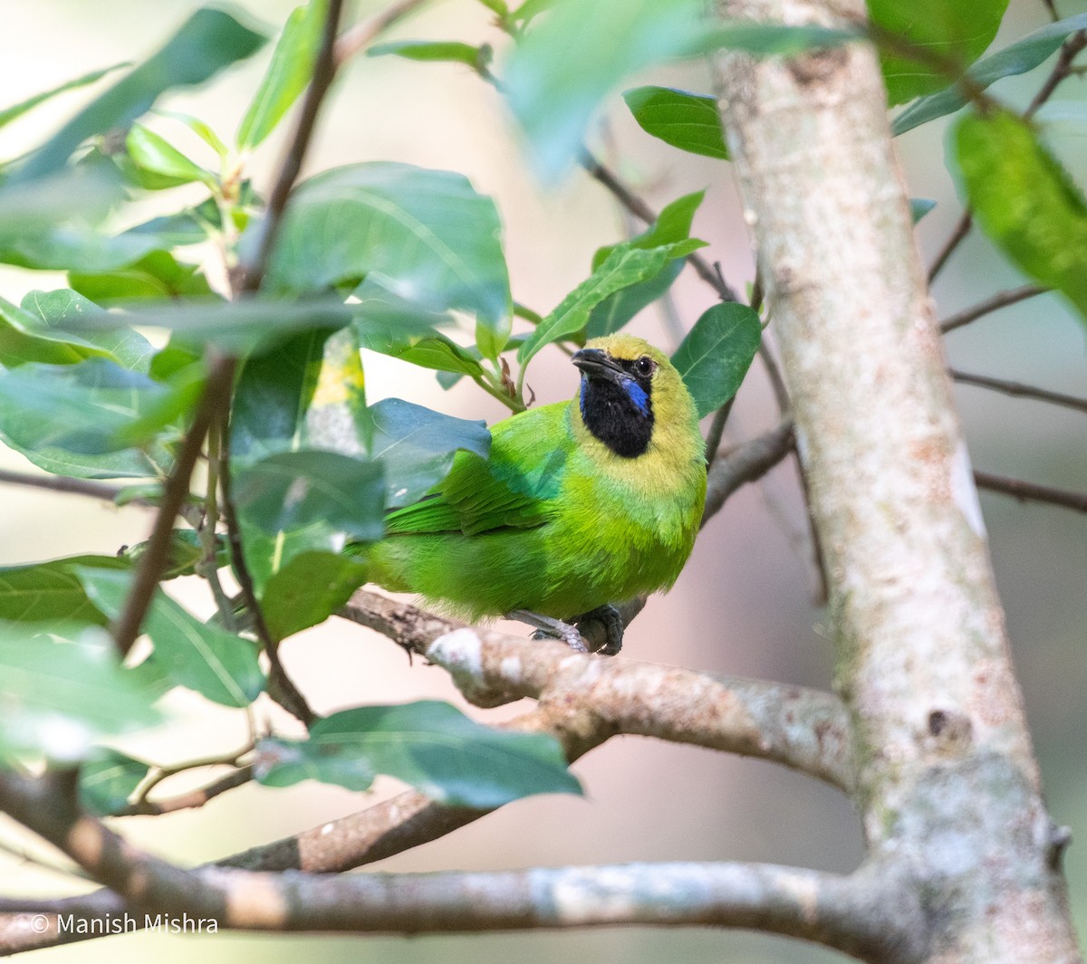 Golden-fronted Leafbird - Manish Mishra
