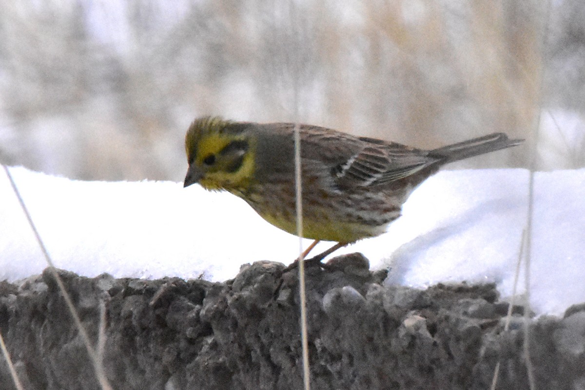 Hybride Bruant jaune x B. à calotte blanche - ML519384181