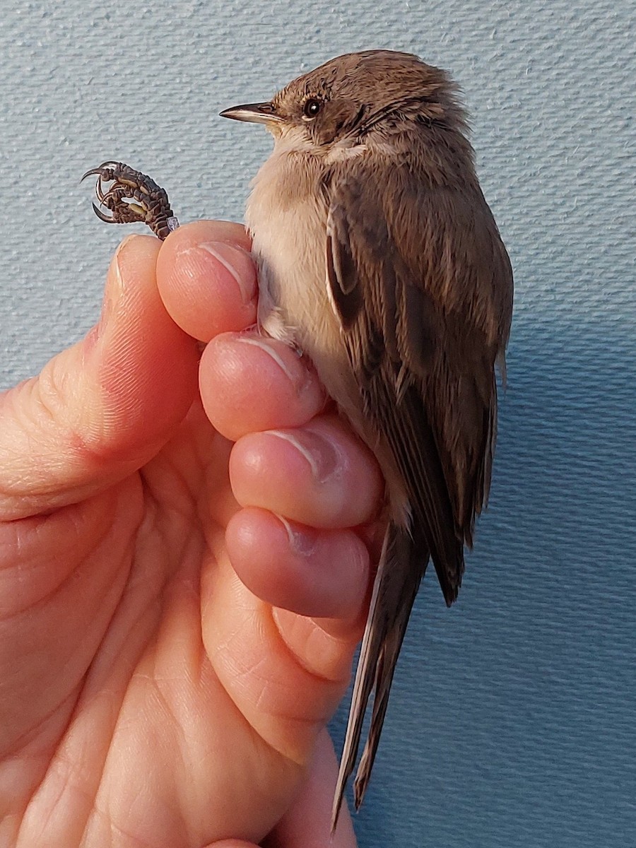 Lesser Whitethroat (curruca/blythi) - ML519384861