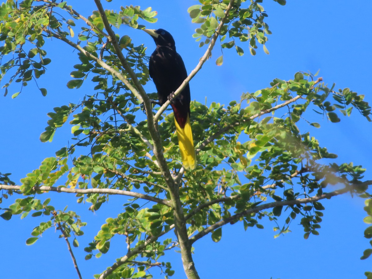 Crested Oropendola - ML519385801